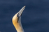 Gannet 3