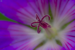 In the world of Flowers
