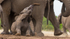 Elephant Baby 5