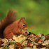 Red Squirrel