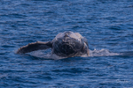 HB Calf Breach 5. 0A3A8067