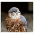 Merlin falcon