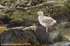SBG010: Herring Gull Chick