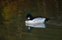 Goldeneye