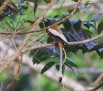 Rufous Treepie