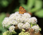 Brown Hairstreak, Otmoor, Oxfordshire