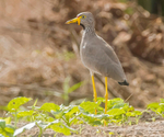 African Wattled Lapwing