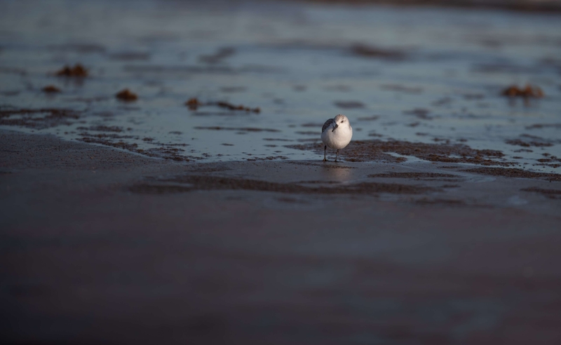 Sanderling - Saltfleet - East Lincolnshire