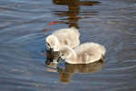 Cygnets Dawlish 2