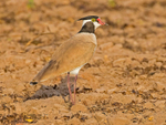 Black Headed Lapwing