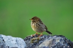 Meadow Pipit