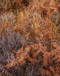 Plants 1 portfolio