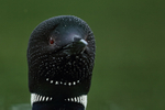 Water droplets on Common Loon head, Minnesota, USA