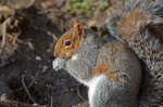 Grey Squirrel