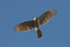 Sparrowhawk (male) in flight, Abingdon