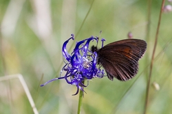 Mountain Ringlet