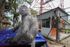 Wide angle photography of a Silver leaf monkey in Malaysia.