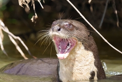 Giant River otter
