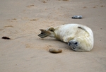 Atlantic Grey Seal