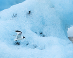Sabine's Gull flying, Jokulsarlon, Iceland