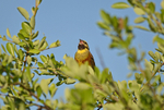 Cirl Bunting