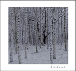 Betula pubescens 2