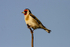 Goldfinch
