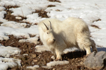 Teton Mountain Goat