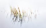Marram Reflection