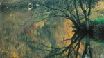MirrorTree20071