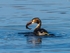 Great Crested Grebe