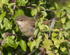 Reed Warbler perched in a bush at Otmoor