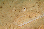 Scophthalmus rhombus