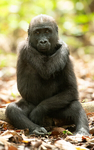 Baby gorilla three years old