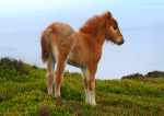 Welsh-Mountain-Foal