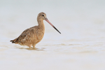 Marbled Godwit standing still, Fort De Soto Park, Florida
