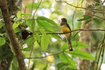 Northern Black-throated Trogon (female) front view, Costa Rica