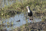 Long-toed Lapwing