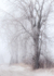 ICE FOG - LONG POINT BEACH