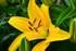 Yellow_Lily_ACP_4332-1