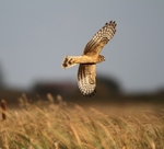 Female Hen Harrier