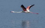 Greater Flamingo in flight