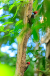 Pair of Pale-billed Woodpeckers, Costa Rica