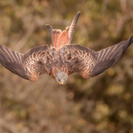 41-red kite display - 5