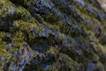 Tree - 8793