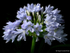 Agapanthus (04)