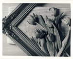Black & white tulips
