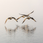 Derwent Geese IMG_9428 v2