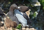 Common Guillemots