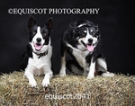 equiscot2041